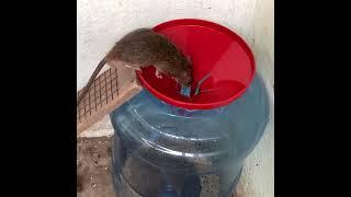 Make a mouse trap with a plastic water bottle