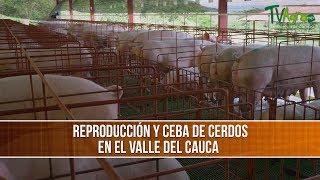 Caracteristicas Reproduccion y Ceba de Cerdos - TvAgro por Juan Gonzalo Angel