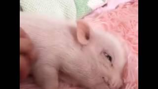 Прикол минипиг и шерстяное одеяло / Mini pig and wool blanket