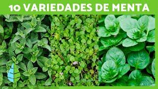 10 TIPOS de MENTA y sus CARACTERÍSTICAS ¡Variedades para Cultivar en tu Jardín!