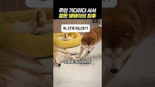 주인 기다리다 서서 잠든 댕댕이의 최후