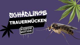 Cannabis Schädlinge Trauermücken im Anbau erkennen | Homegrow Tipps & Erfahrungen