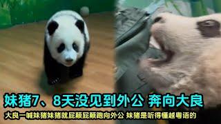 12月14日 大良奶爸休假回来，妹猪看到外公屁颠屁颠的跑过来#cutepandastatus  #大熊猫妹猪 #大熊猫萌萌