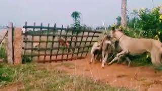 Chippiparai dog jump