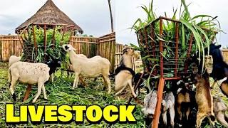 LIVESTOCK At Triple-A Healthy Harvest Farm -  Episode 8 - Farming In Sierra Leone