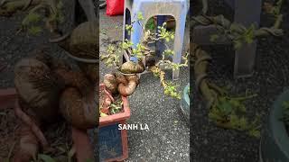Báo giá bonsai đẹp