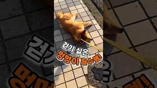 산책 싫어하던 강아지가 이 스쿠터 타고 신났습니다 – 애견스쿠터 후기