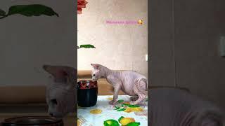 Моим Сфинксам можно всё️#shorts  #sphynxcats #kitten #котята