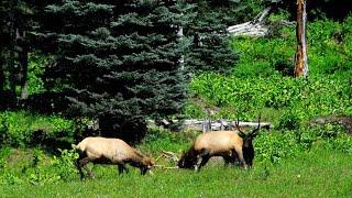 Wildlife tracking with Strathcona Park Lodge