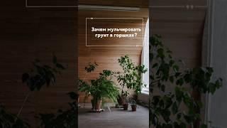 Зачем мульчировать грунт в горшках?