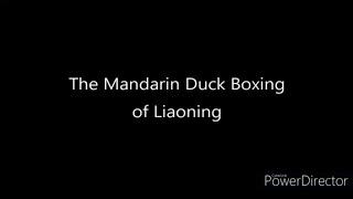 The Mandarin Duck Boxing of Liaoning