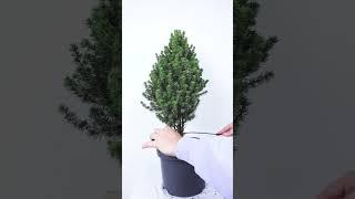 How to make a Bonsai