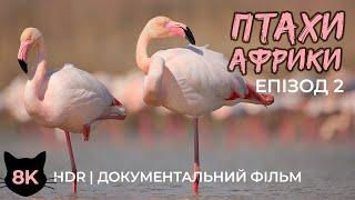 Неймовірні птахи Африки - Епізод 2 - Водоплавні пернаті - Документальний фільм про тварин в 8K HDR