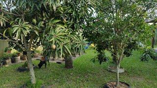 Veja As Plantas E Frutas Que Tem Aqui No Quintal De Casa E O Adubo Que Colocamos Nelas