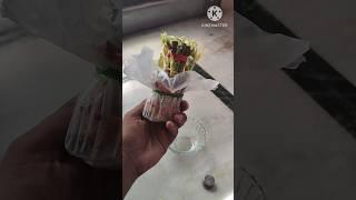  Wowww..Lucky Bamboo plant  #plants #bamboo #shorts #nature #youtubeshorts #youtube