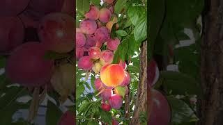 short video# peach# asmr#viral#