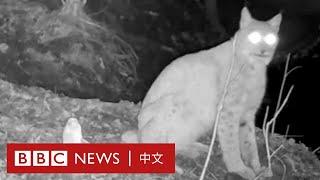 切爾諾貝爾輻射區成野生動物天堂－ BBC News 中文