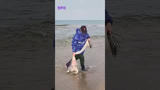 양양바다 숭어투망#Shorts #fishing #cast #beach #숭어잔치 #강원도 #바다다큐