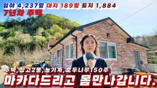 339호 나홀로주택 임야 호두밭 창고 매매 몸만오시면 됩니다.호두농장 귀농귀촌 용도 안동부동산매물 안동촌집 매매