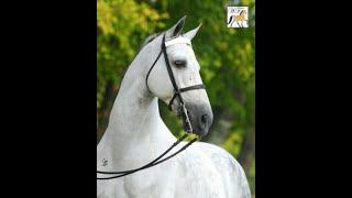 Gaited Horse Training - Intermediate gaits