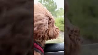 So #cute #dog video. Funny short!