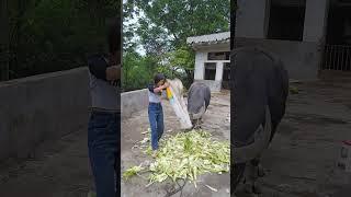 The daily life of a cowherd records my real rural life every day