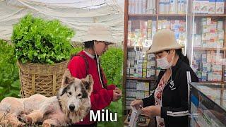 Nhu & Aunt Tam Buy Medicine for Milo’s Mange: Growing Fresh Veggies for a Beautiful Farm!