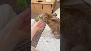 3 Herbs Bunnies can Eat!  #bunny #rabbit #shorts