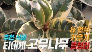 티네케 고무나무 키우기  티네케 고무나무 번식  Ficus Elastica Tineke care