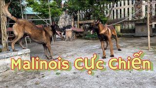 Chó Malinois cực chiến | Trại chó giống becgie thái Bình