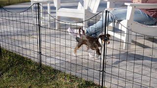 25in Tall Zippity Metal Gate with 4 Fence Panels Assembly and Installation