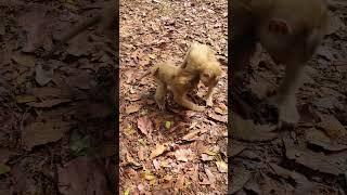 Youngster monkey in Sovanna group playing for fun #monkey #wildmonkey