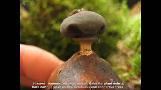 geastrum quadrifidum. Champimaginatis. English Text.