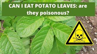 CAN I EAT POTATO LEAVES: are they poisonous?