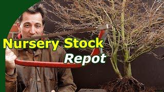 Japanese Maple Repot (Nursery to Bonsai Training)