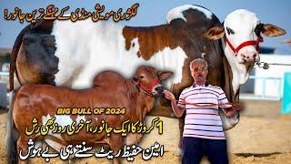 Qurbani 2024 | Luxury Cow Mandi | Amin Hafeez Explore Most Expensive Bulls | Discover Pakistan