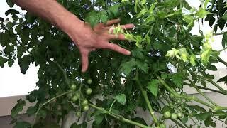 Tomatoes on the tower garden and how to handle it