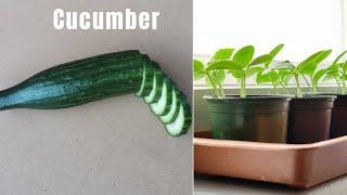 Try it out, it works.How to propagate cucumber in style.