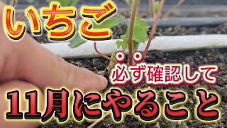 【いちご】11月に必ずやること3選！！ここを見逃すと大きいいちご成りません。