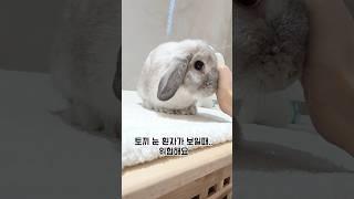 토끼 키우면서 가장 위험할 때