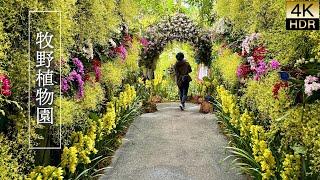【4K HDR Orchid】 The Makino Botanical Garden. Orchid Exhibition 2025. 高知県立牧野植物園、蘭展2025
