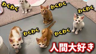 Kittens who love humans so much that they all wait for them to come in