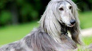 Афганская борзая (Afghan Hound). Породы собак (Dog Breed)