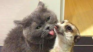 Rescued meerkat FELL IN LOVE   with a cat and now they are inseparable!