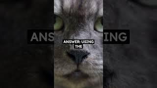 Question you can ask a CAT lover!