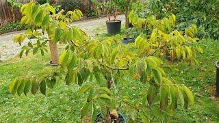 When & How To Encourage Custard Apple To Flower Sooner (Atemoya)