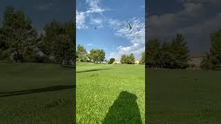 #golf #shorts #tiktok #viral #golf #golfer #golfing #buttercuts