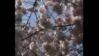 Oregon State Capitol Cherry Blossoms, March 22