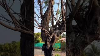 Very Shocking tree  #vlog #blog #trending #viral #tree #trees