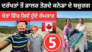 ਦਰੱਖਤਾਂ ਤੋਂ ਡਾਲਰ ਤੋੜਦੇ ਕਨੇਡਾ ਦੇ ਬਜ਼ੁਰਗ  Farming in Canada | Punjabi Travel Couple | Ripan Khushi